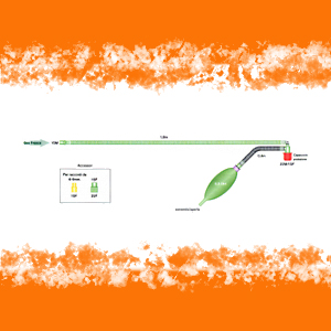 CIRCUITO MAPLESON NEONATALE MOD. A T
